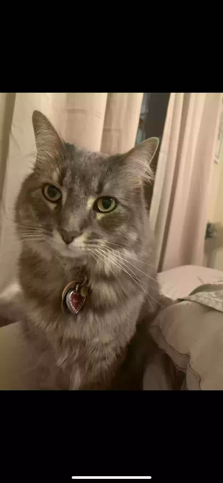 Lost cat in New Braunfels, TX, 78130