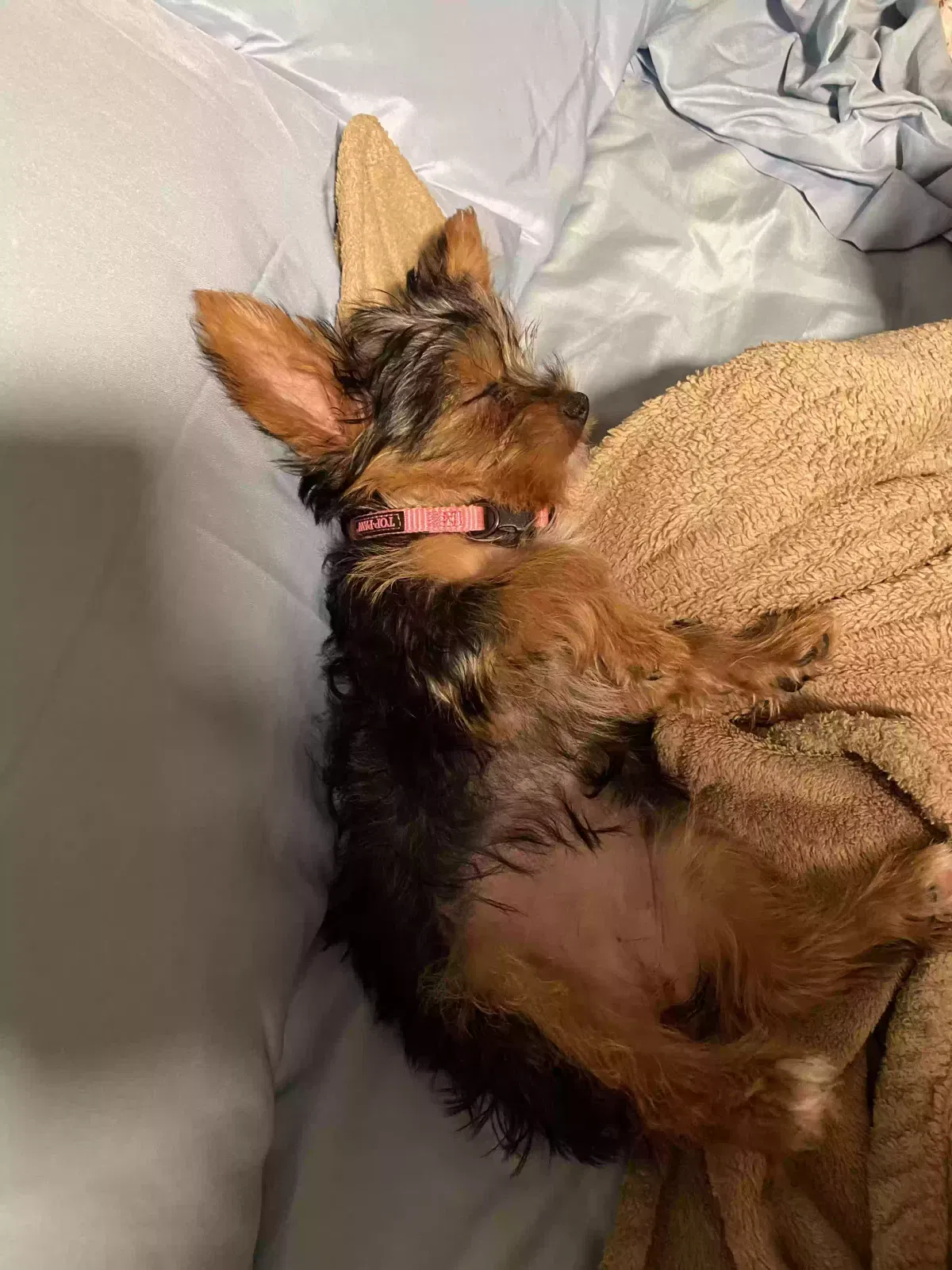 Lost dog in Saint Louis, MO, 63118