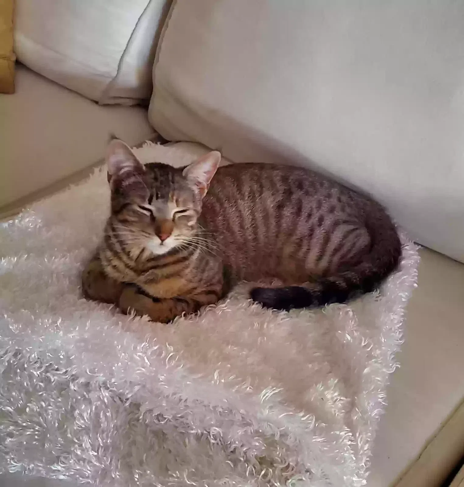 Lost cat in San Diego, CA, 92103