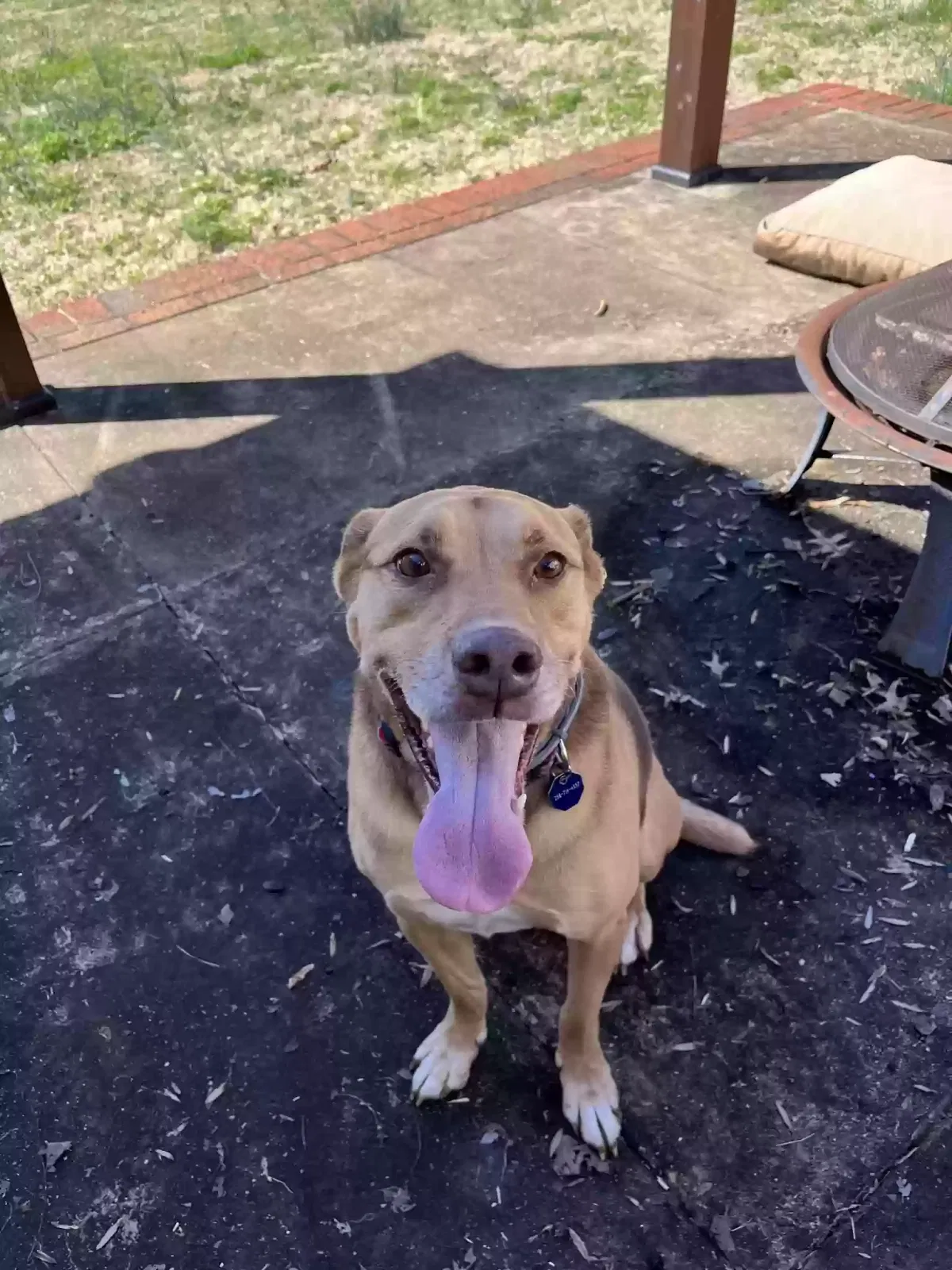 Lost dog in Huntsville, AL, 35811