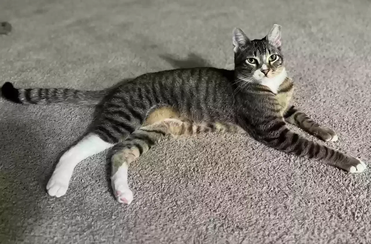 Lost cat in Unknown, CA, 95104