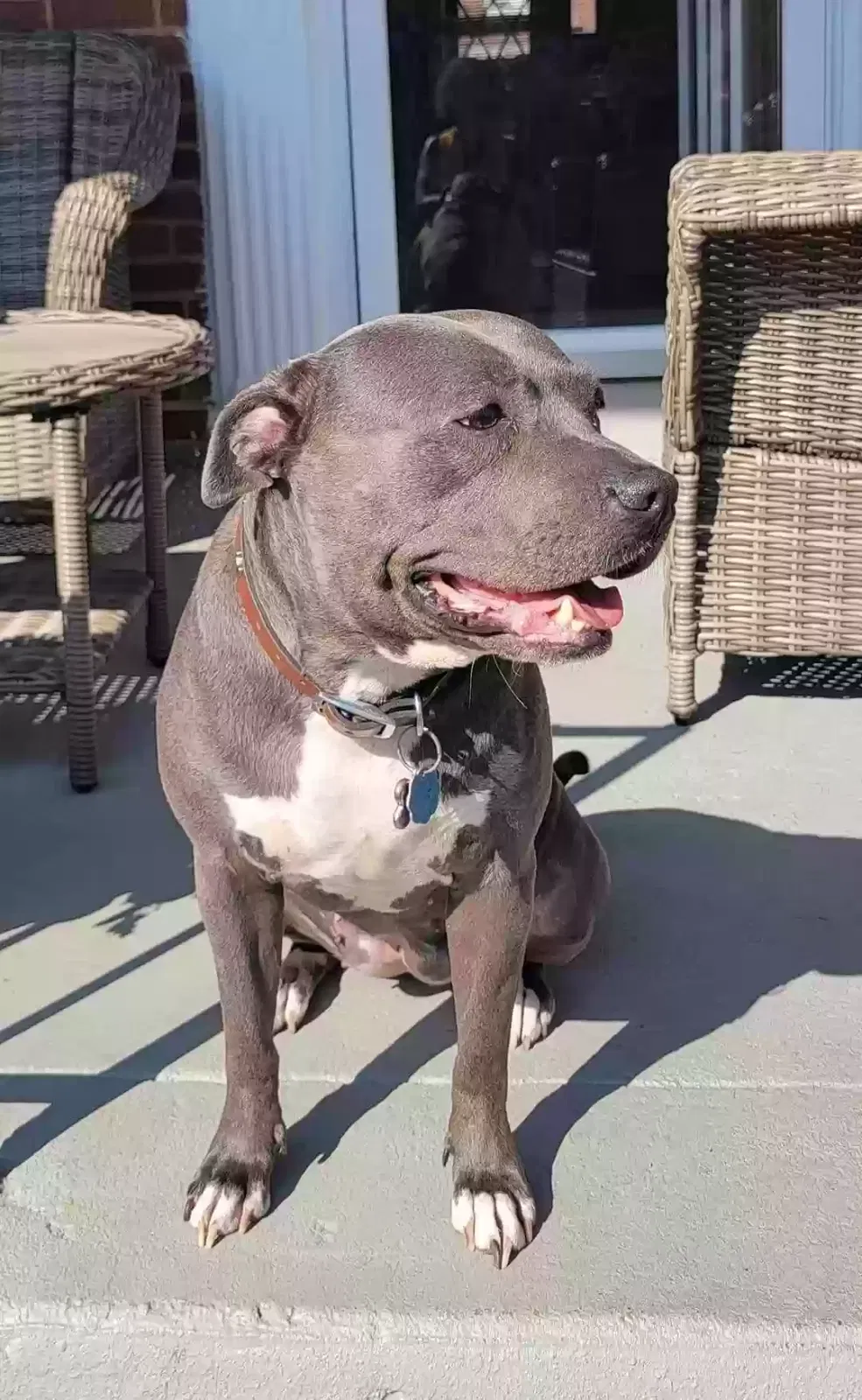 Lost dog in Catonsville, MD, 21228