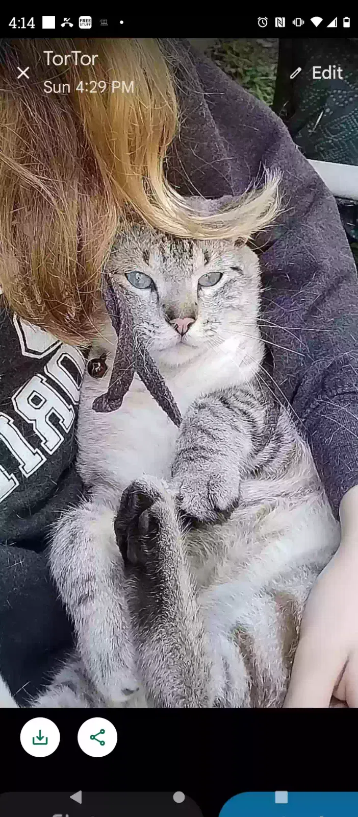 Lost cat in Beaumont, TX, 77713