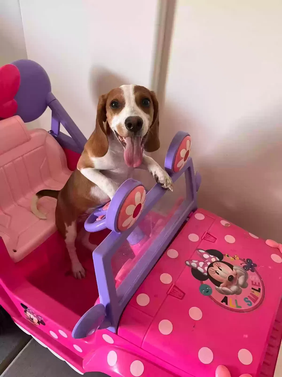 Lost dog in North Las Vegas, NV, 89032