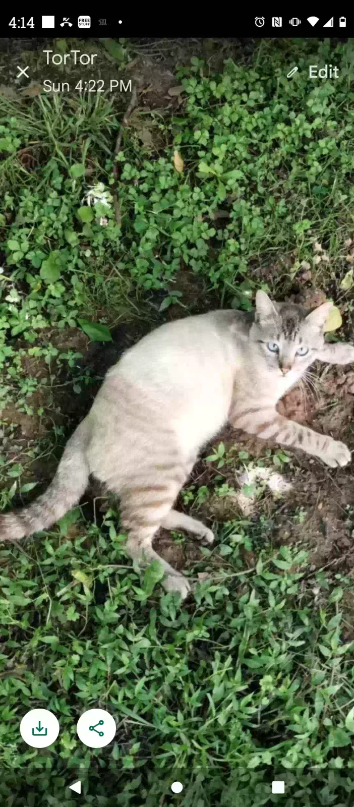 Lost cat in Beaumont, TX, 77713