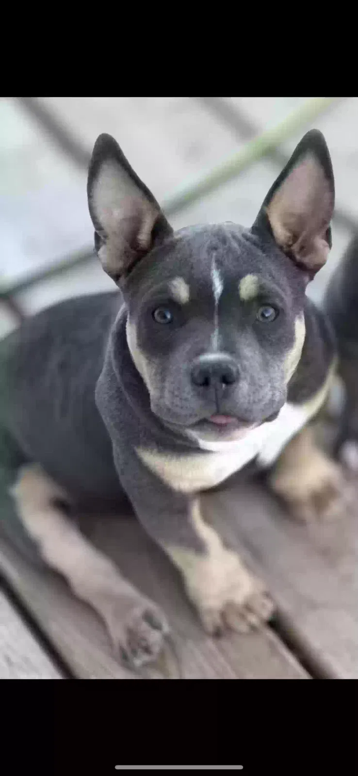 Lost dog in Harrah, OK, 73045