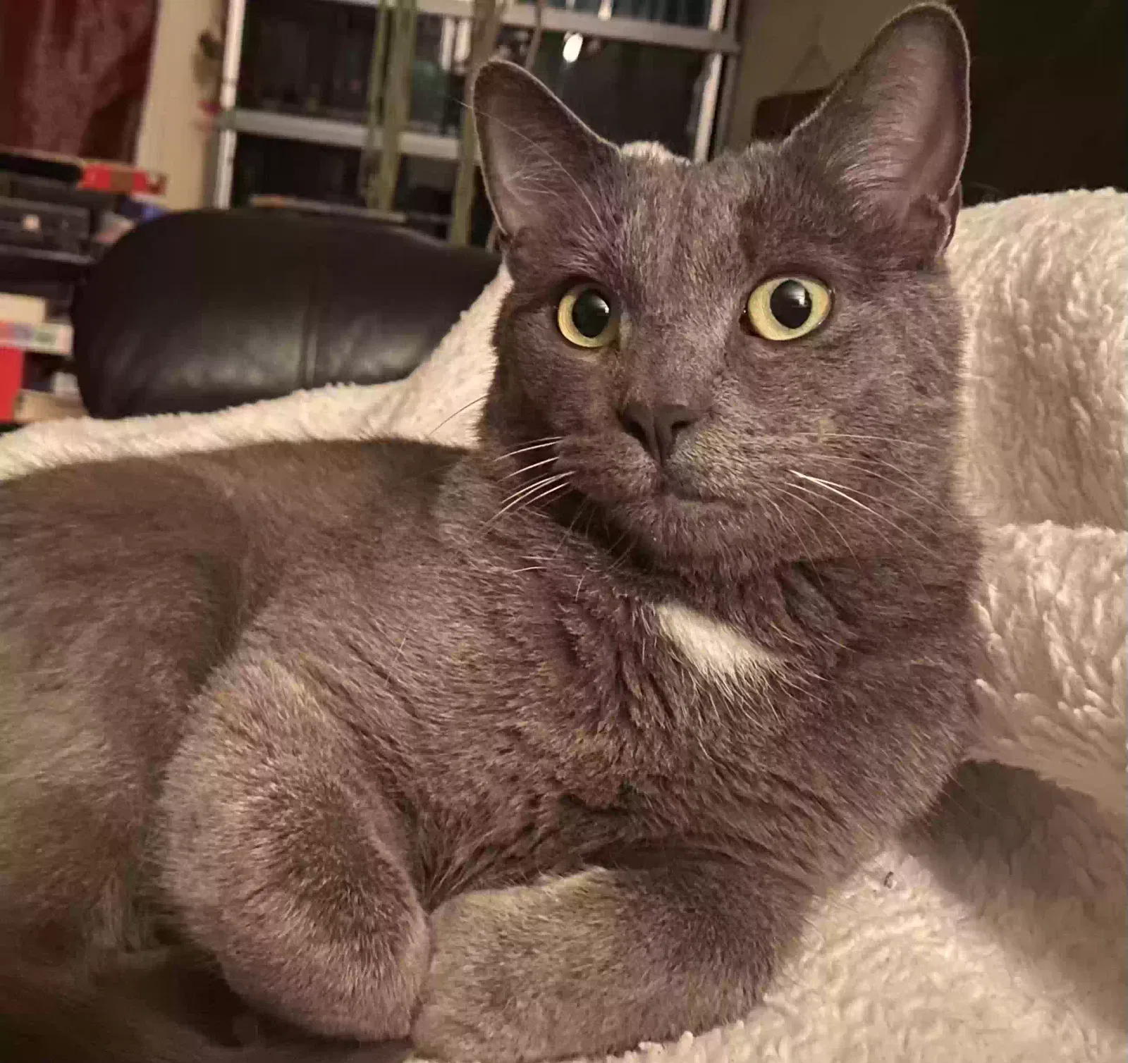 Lost cat in Mission Viejo, CA, 92692