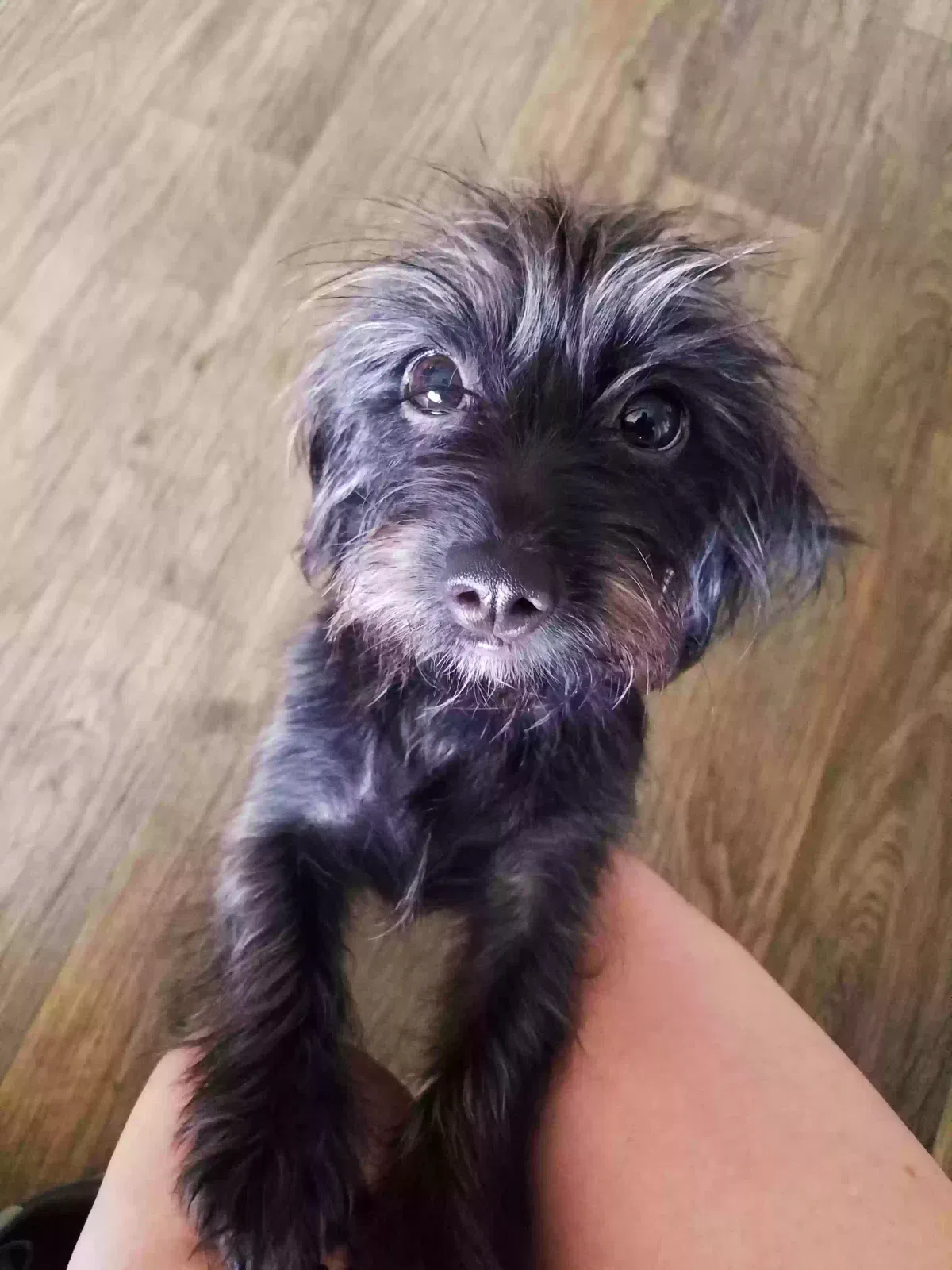 Lost dog in Phoenix, AZ, 85042