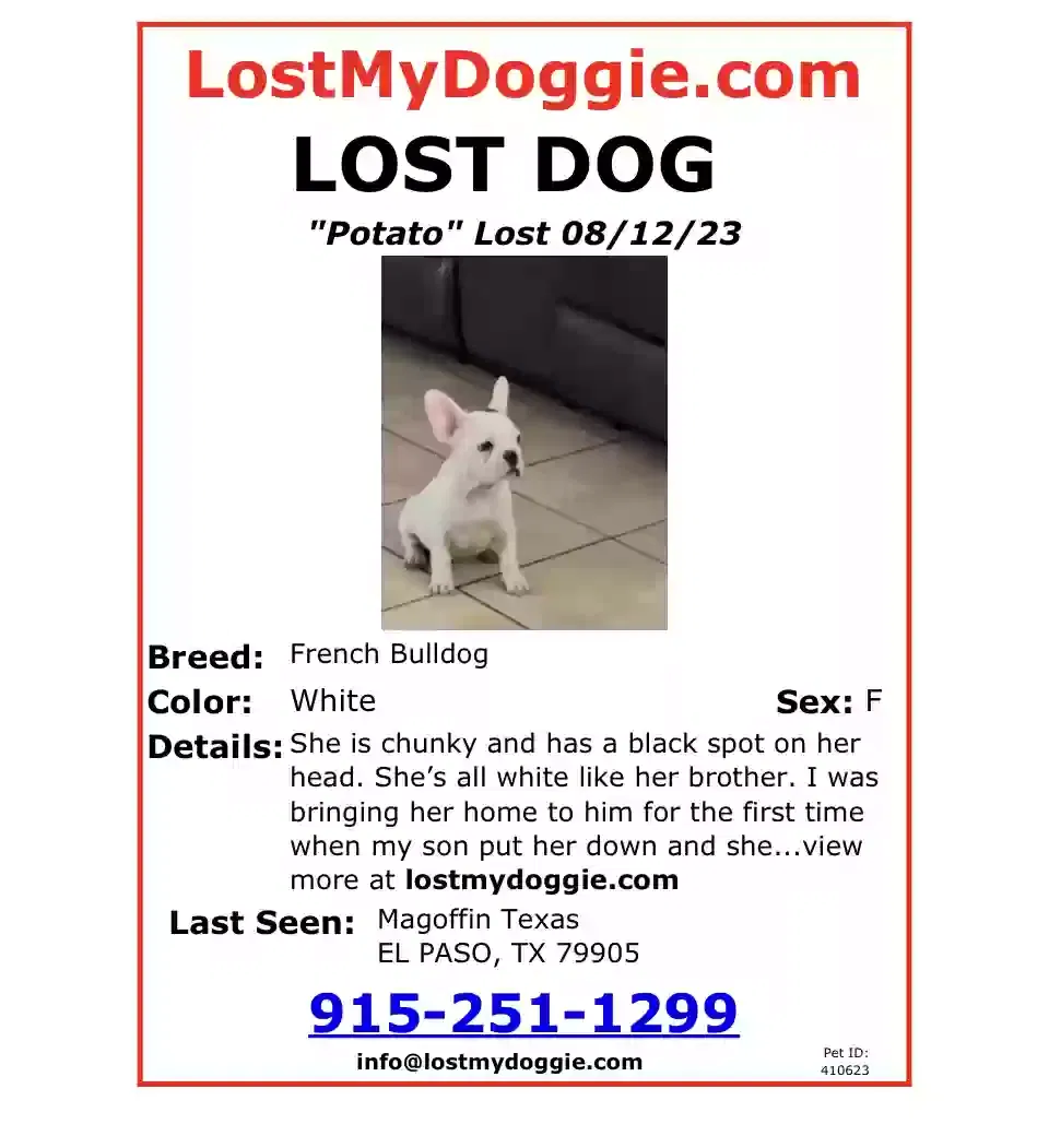 Lost dog in El Paso, TX, 79905