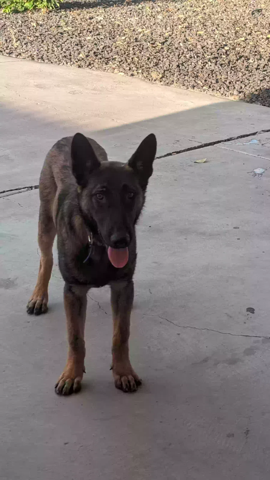 Found dog in Manteca, CA, 95336