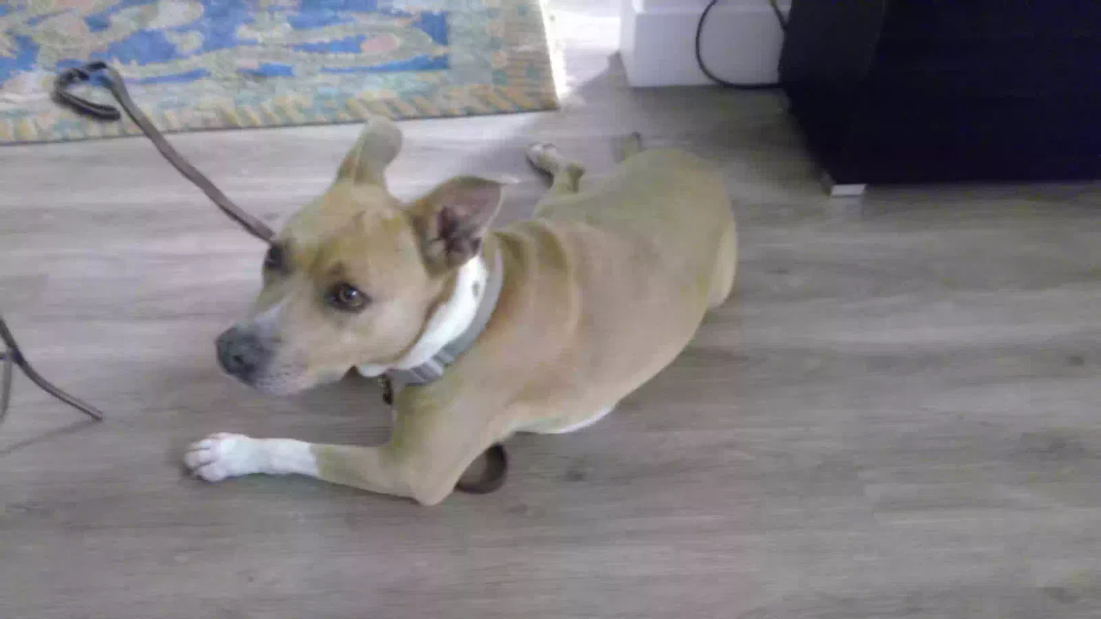 Found dog in Emeryville, CA, 94608