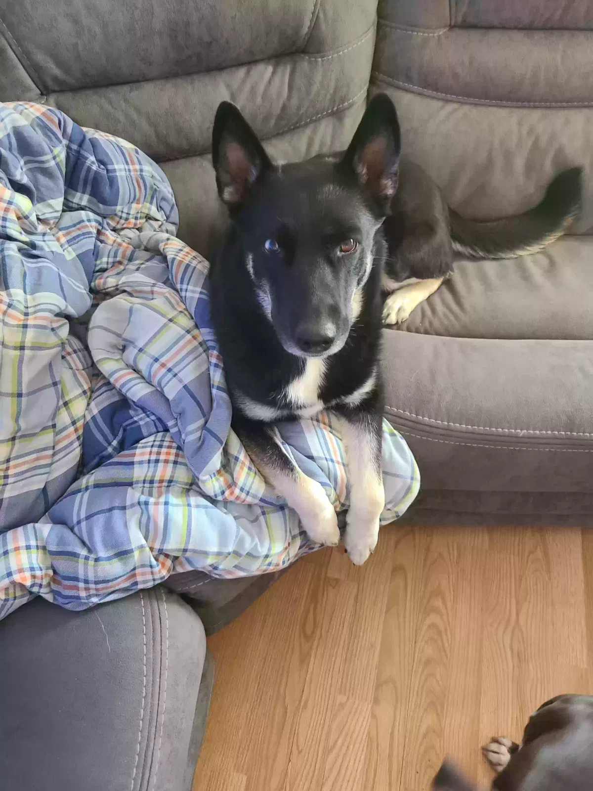 Lost dog in Riverton, WY, 82501