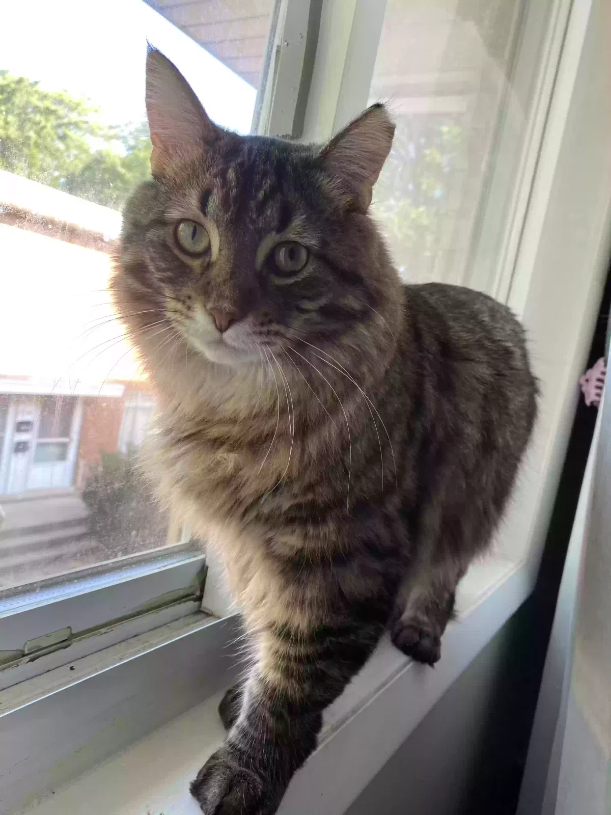 Lost cat in Wisconsin Dells, WI, 53965