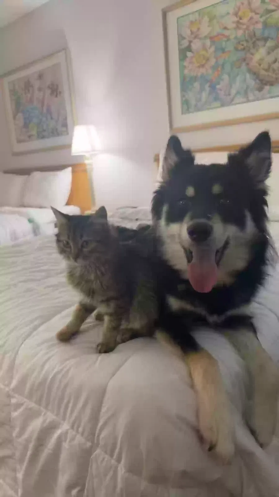 Lost dog in Lakeland, FL, 33811