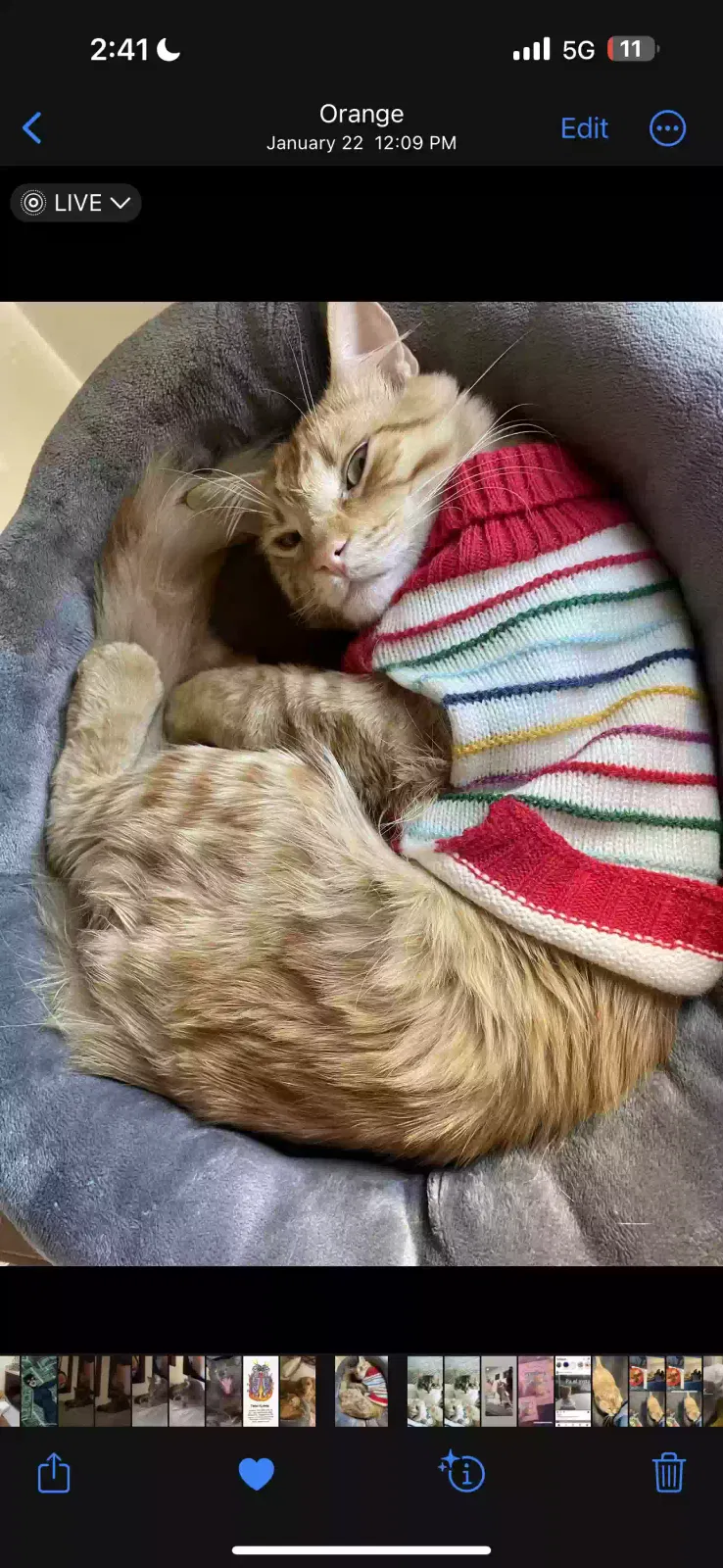Lost cat in Orange, CA, 92867