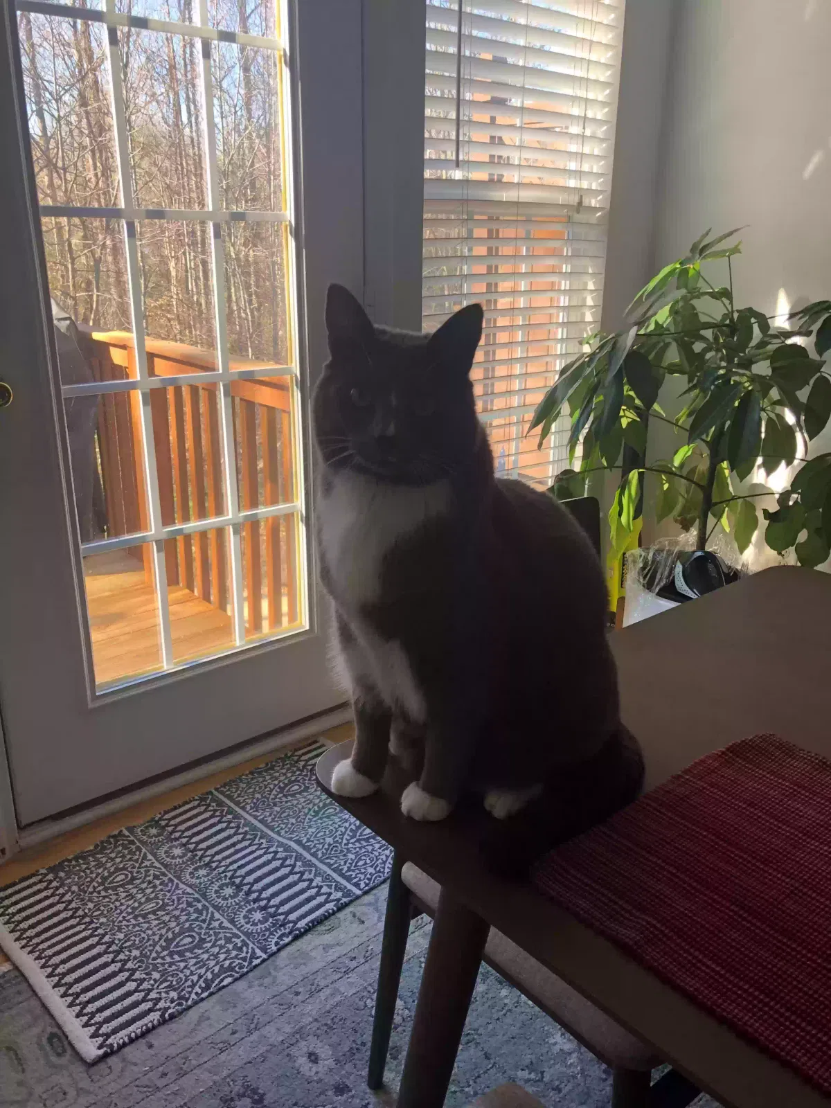 Lost cat in Charlotte, NC, 28209