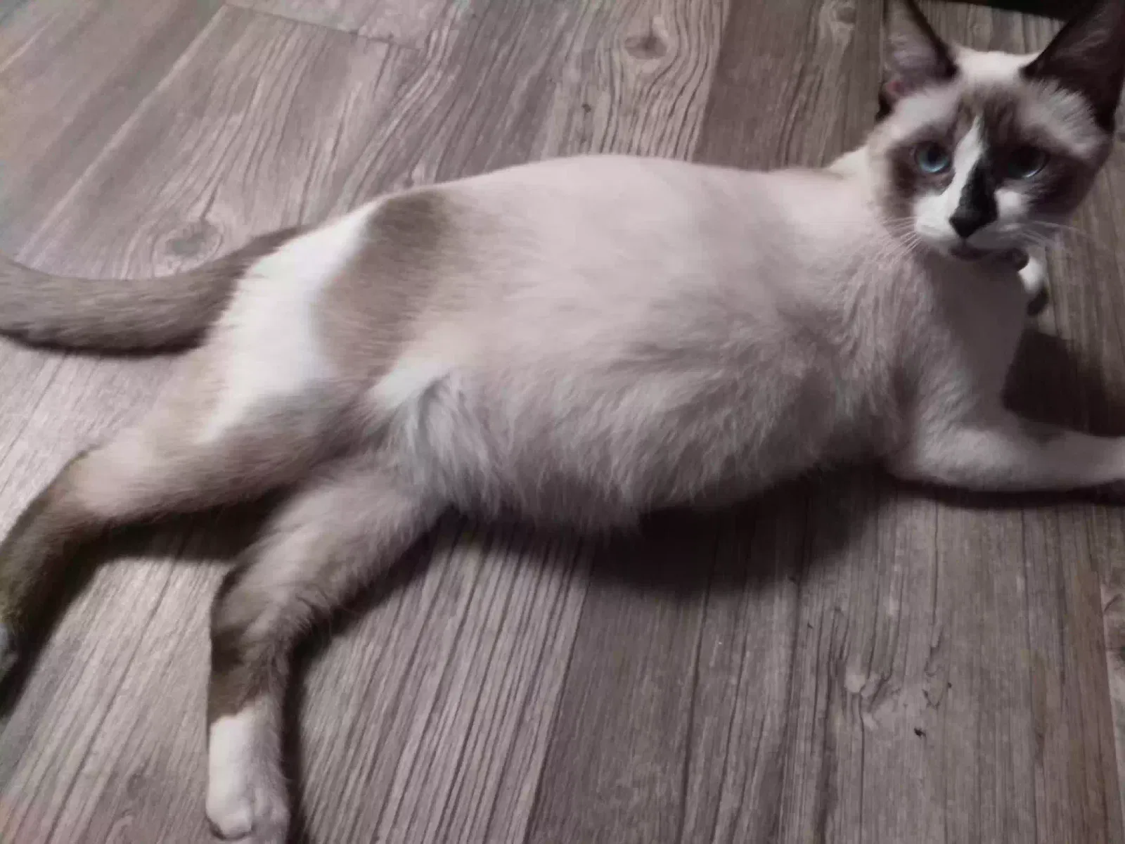 Lost cat in Tucson, AZ, 85746