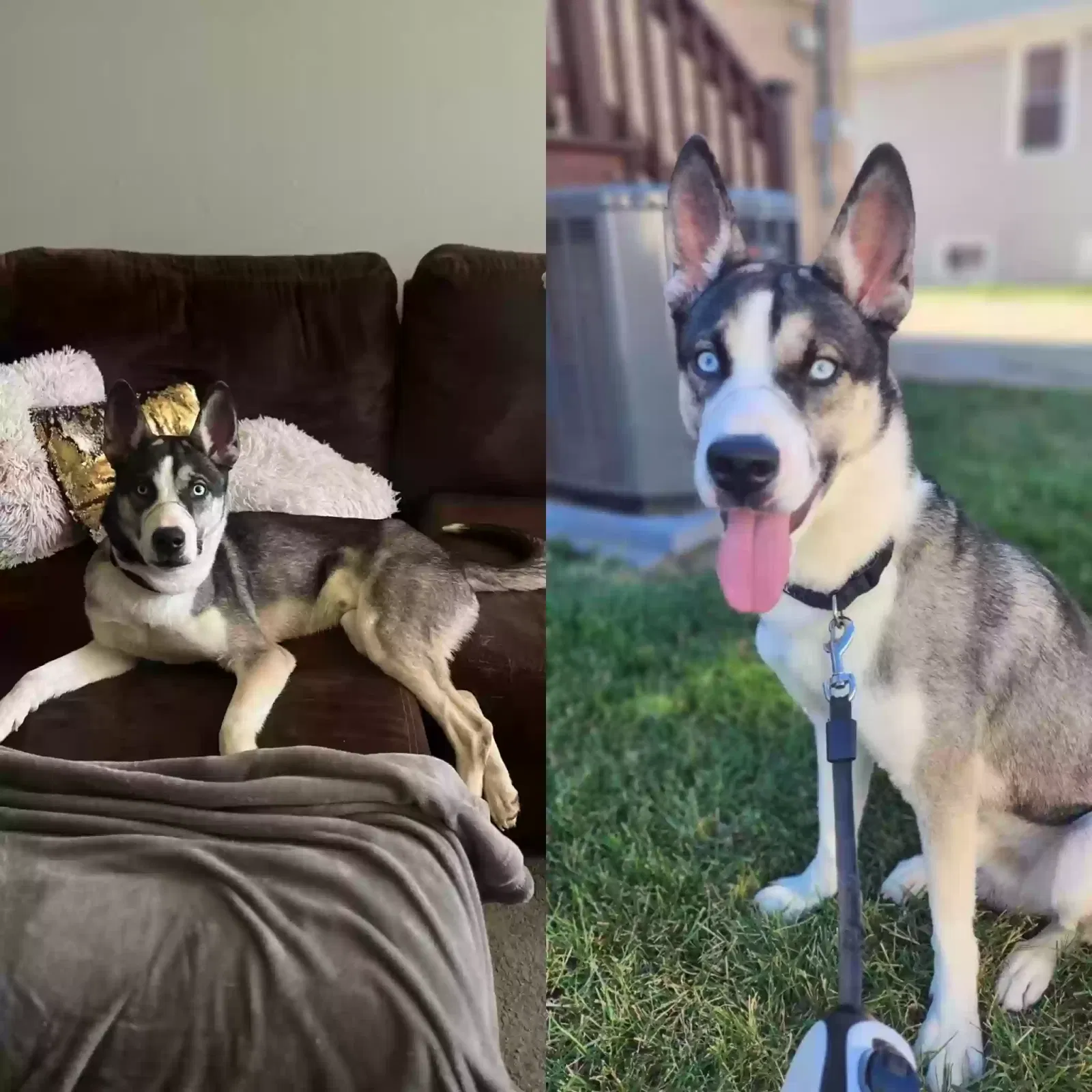Lost dog in Melrose Park, IL, 60160