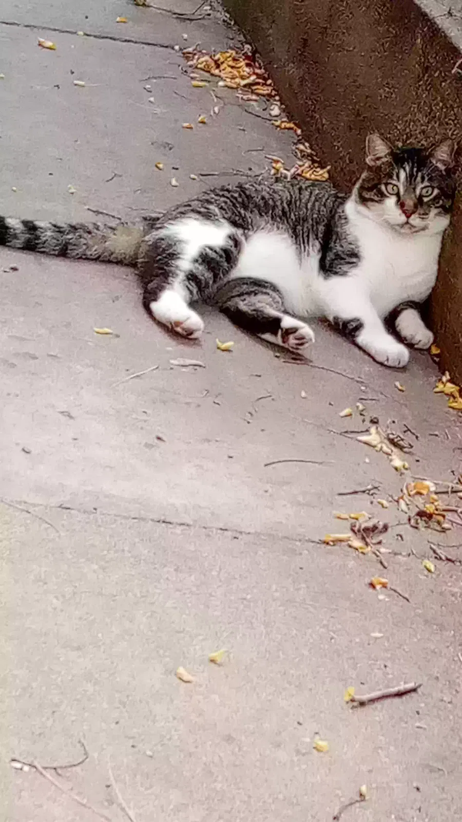 Lost cat in Minneapolis, MN, 55412