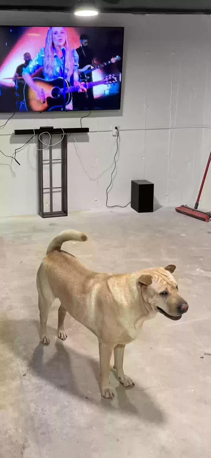 Lost dog in Marengo, IL, 60152