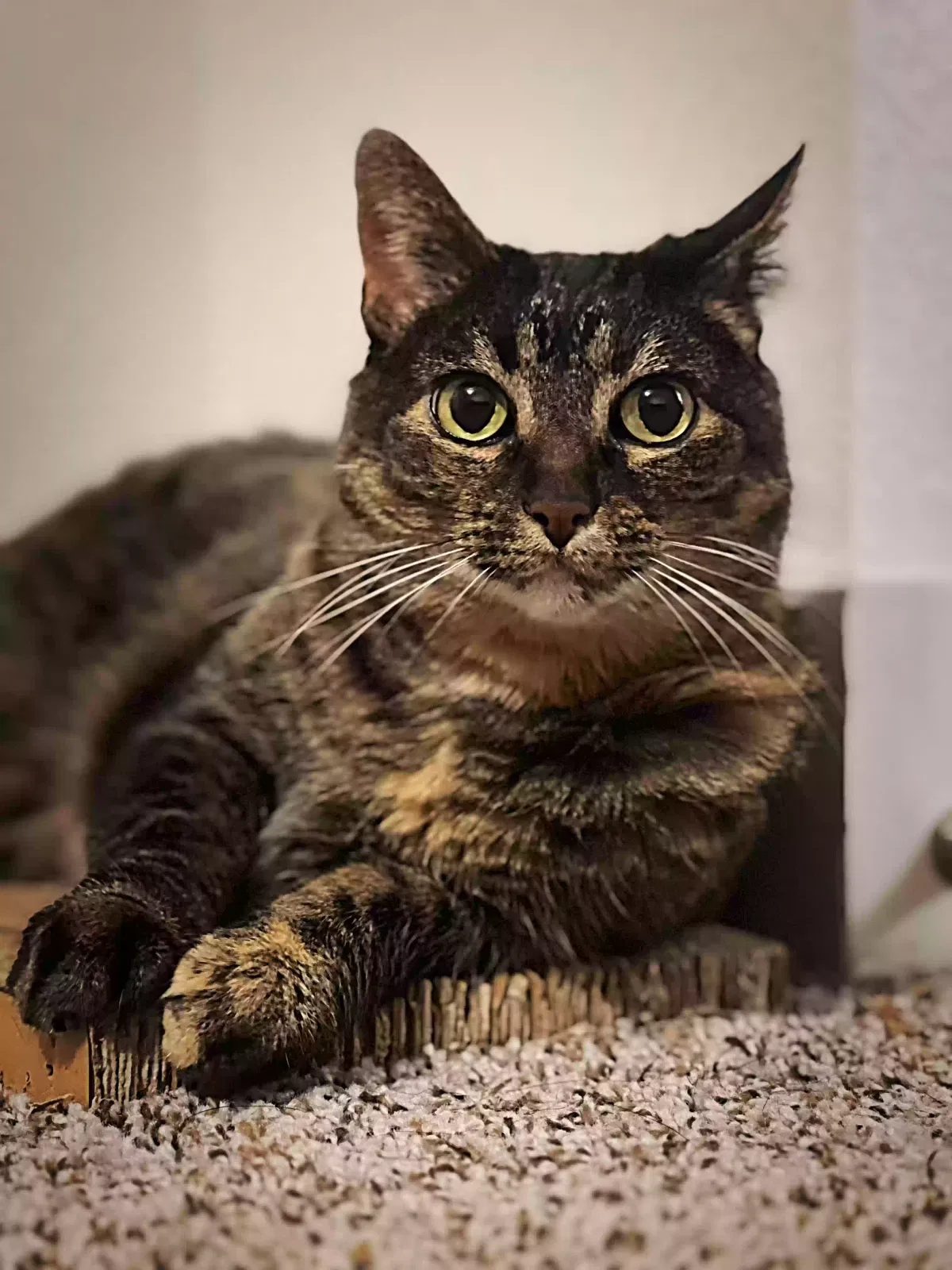 Lost cat in Evans, CO, 80620