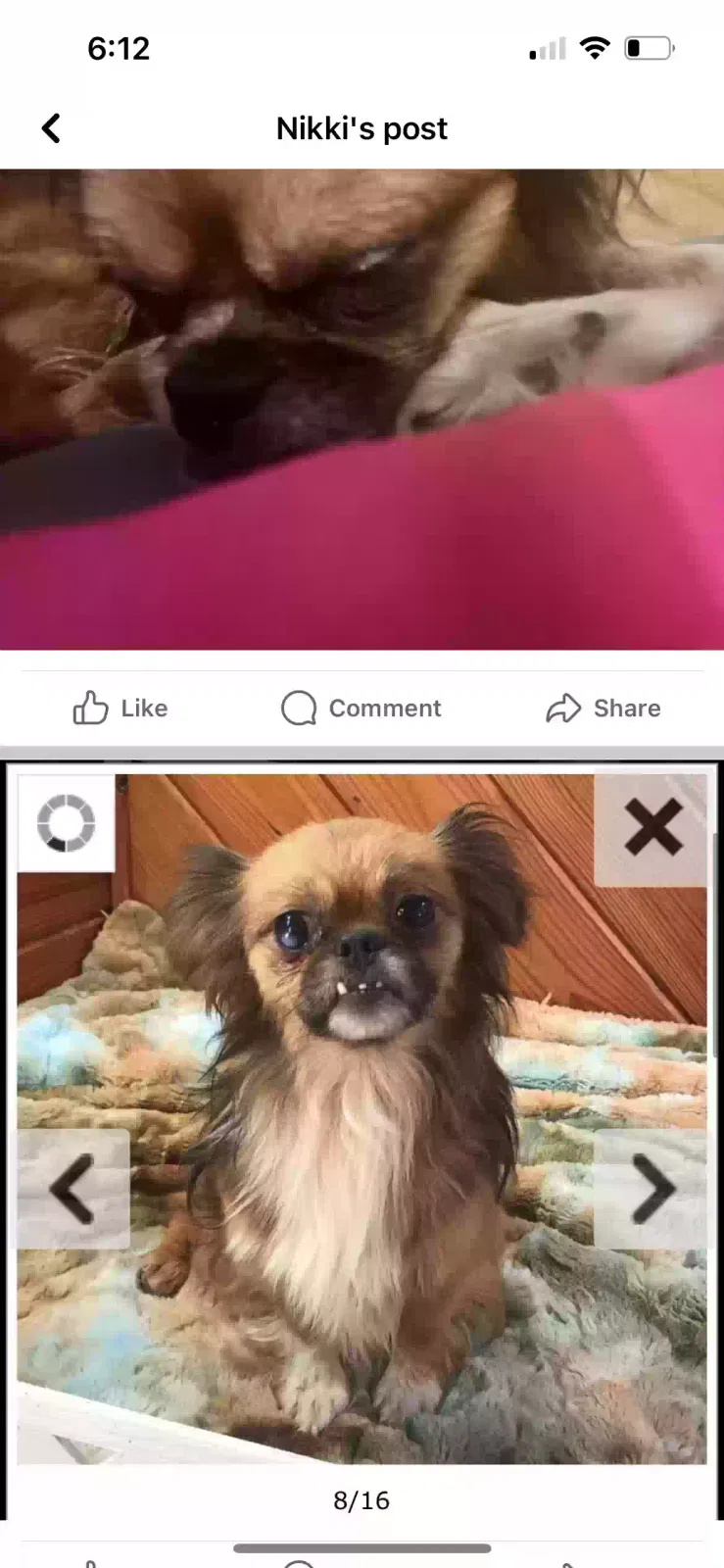Lost dog in Graysville, TN, 37338