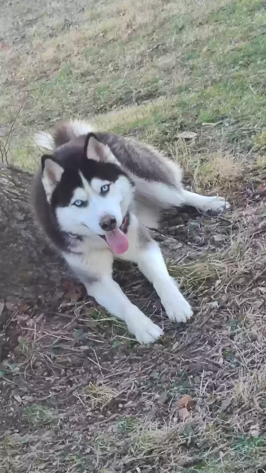 Lost dog in Rogersville, MO, 65742