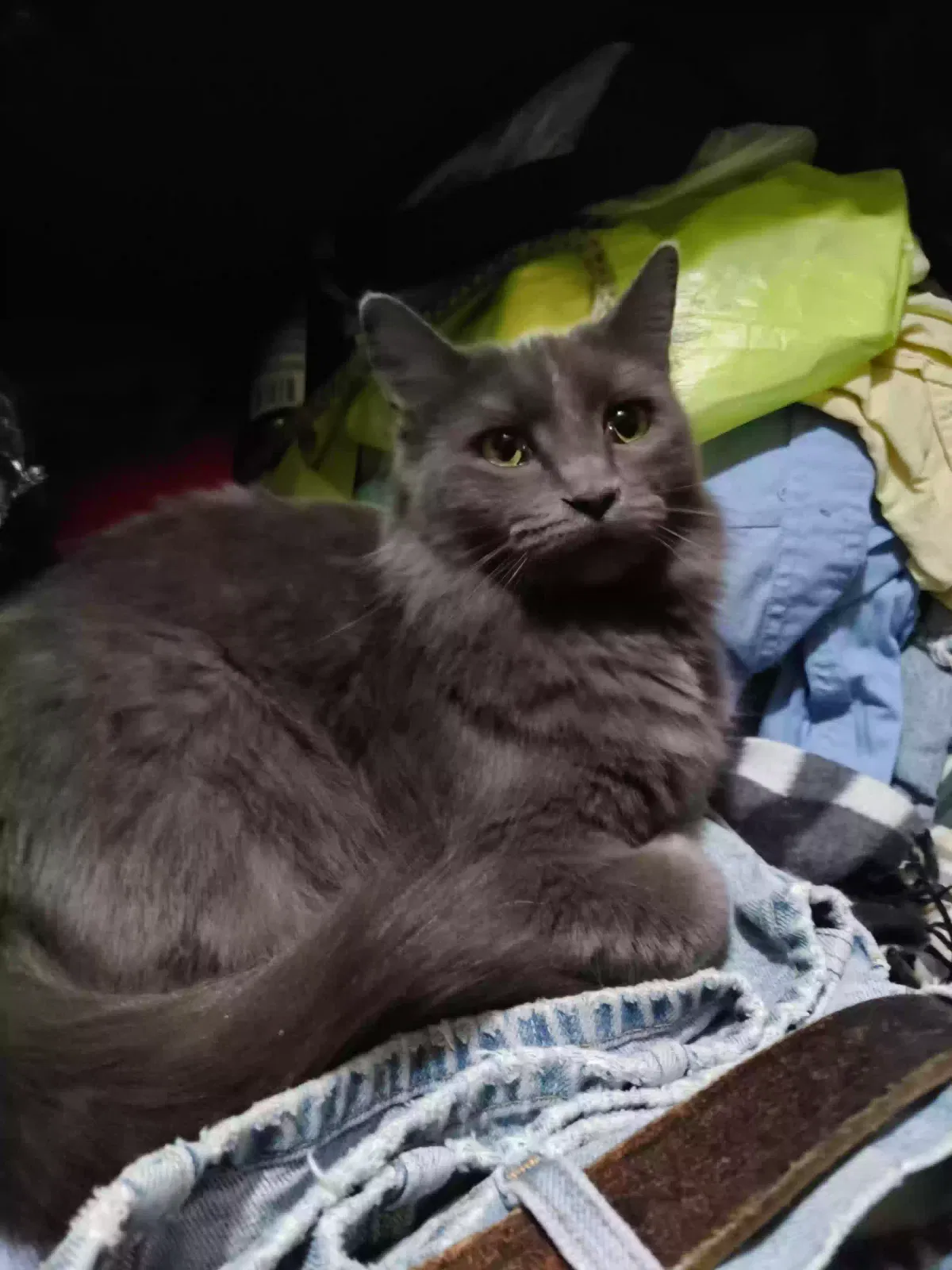 Lost cat in Oklahoma City, OK, 73115