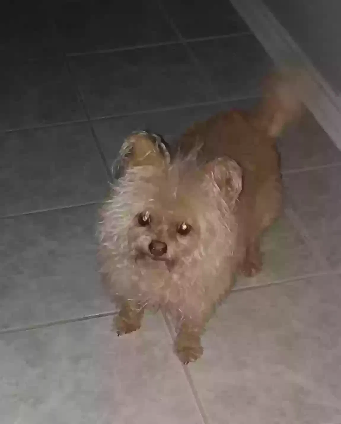 Lost dog in San Antonio, TX, 78207