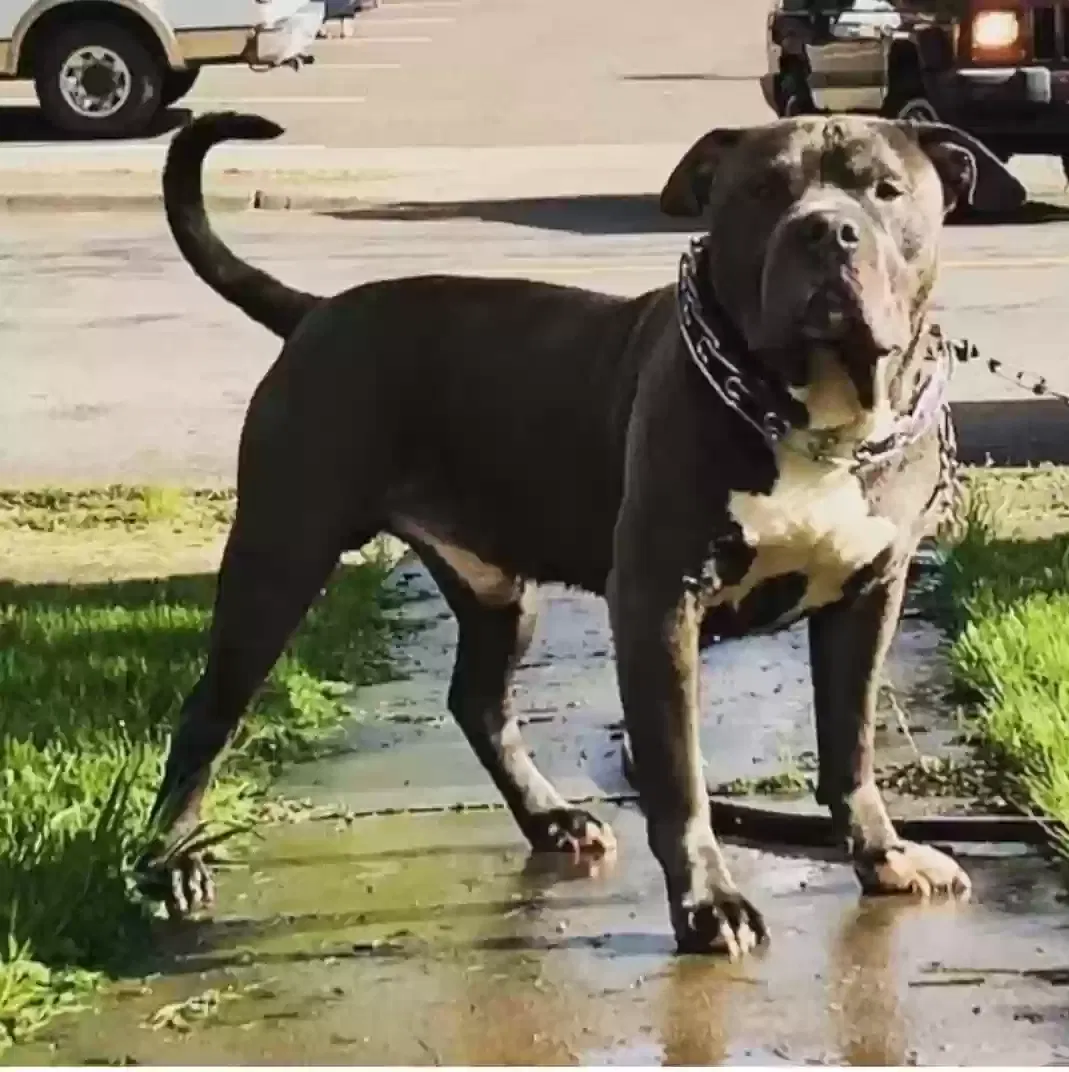 Lost dog in Unknown, MN, 0