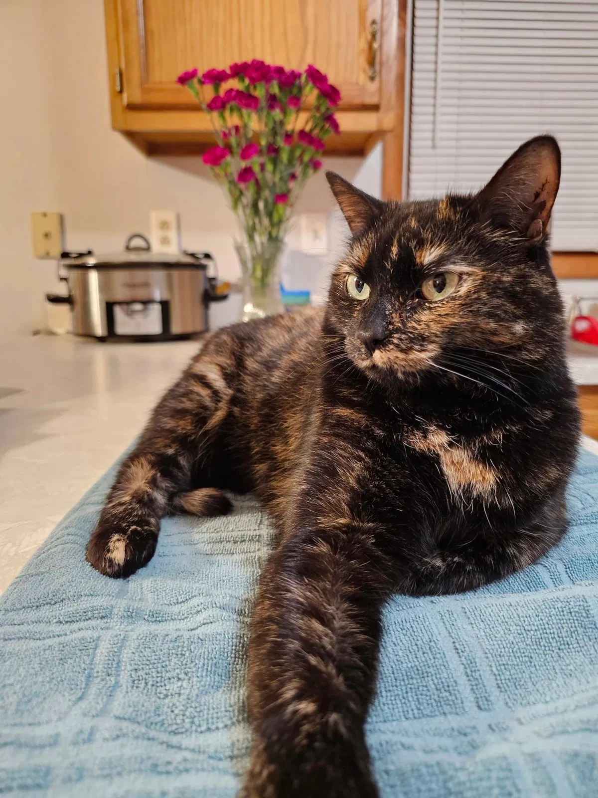 Lost cat in Mishawaka, IN, 46544