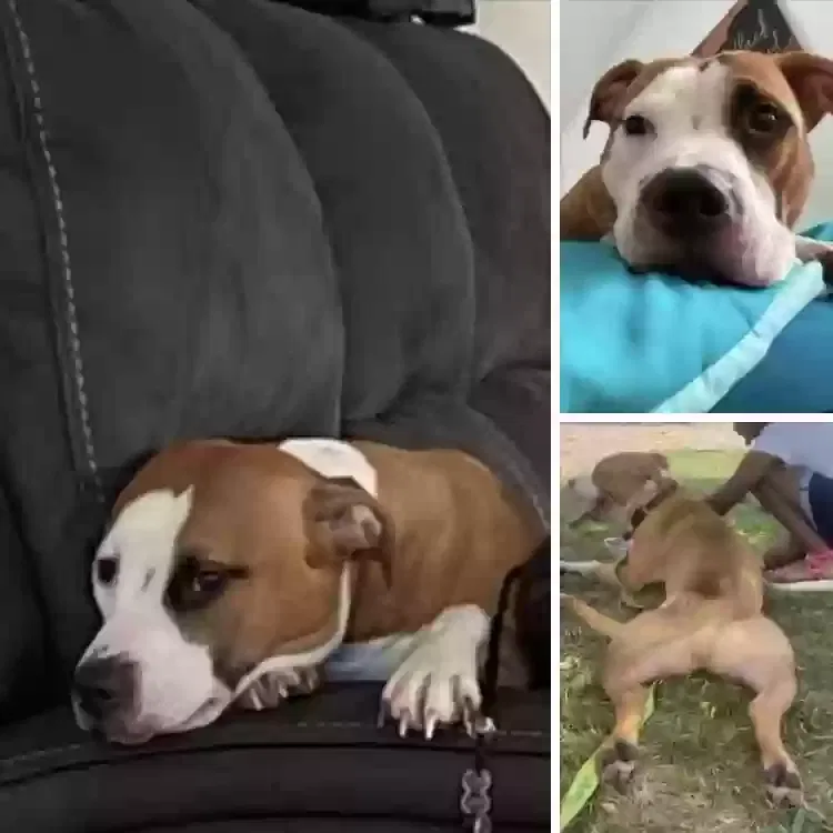 Lost dog in Buffalo, NY, 14215