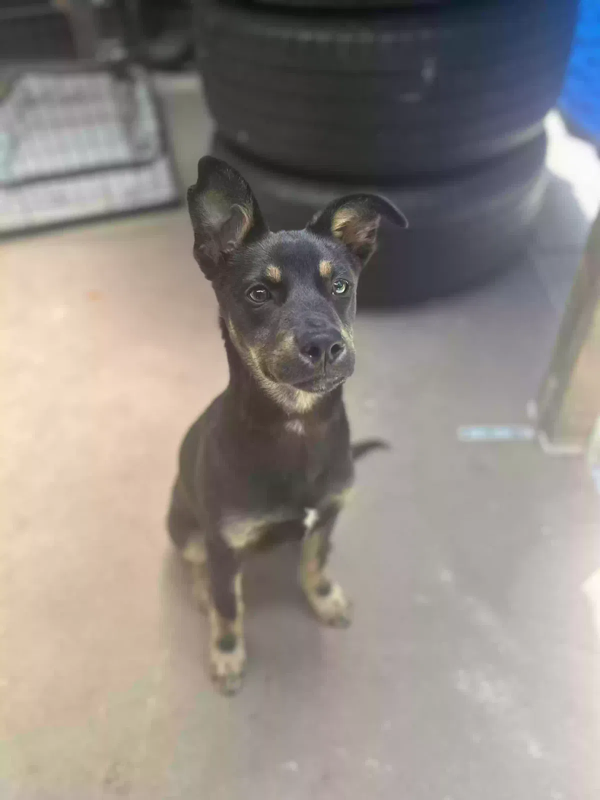 Lost dog in Decatur, AL, 35601