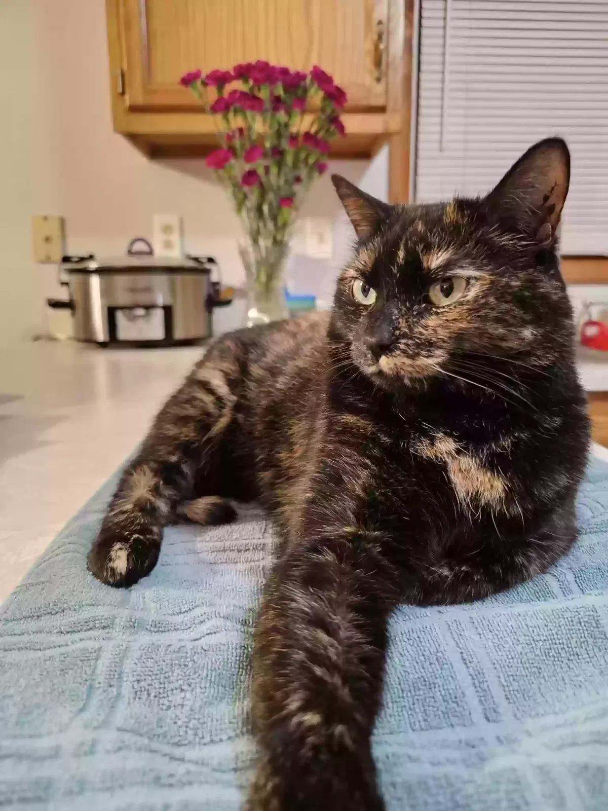 Lost cat in Mishawaka, IN, 46544