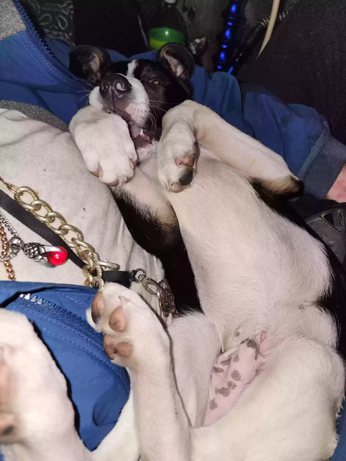 Lost dog in Kansas City, MO, 64109