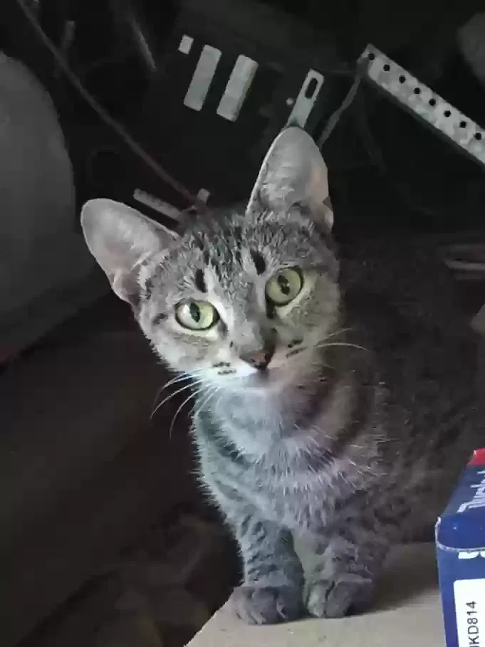 Found Cat