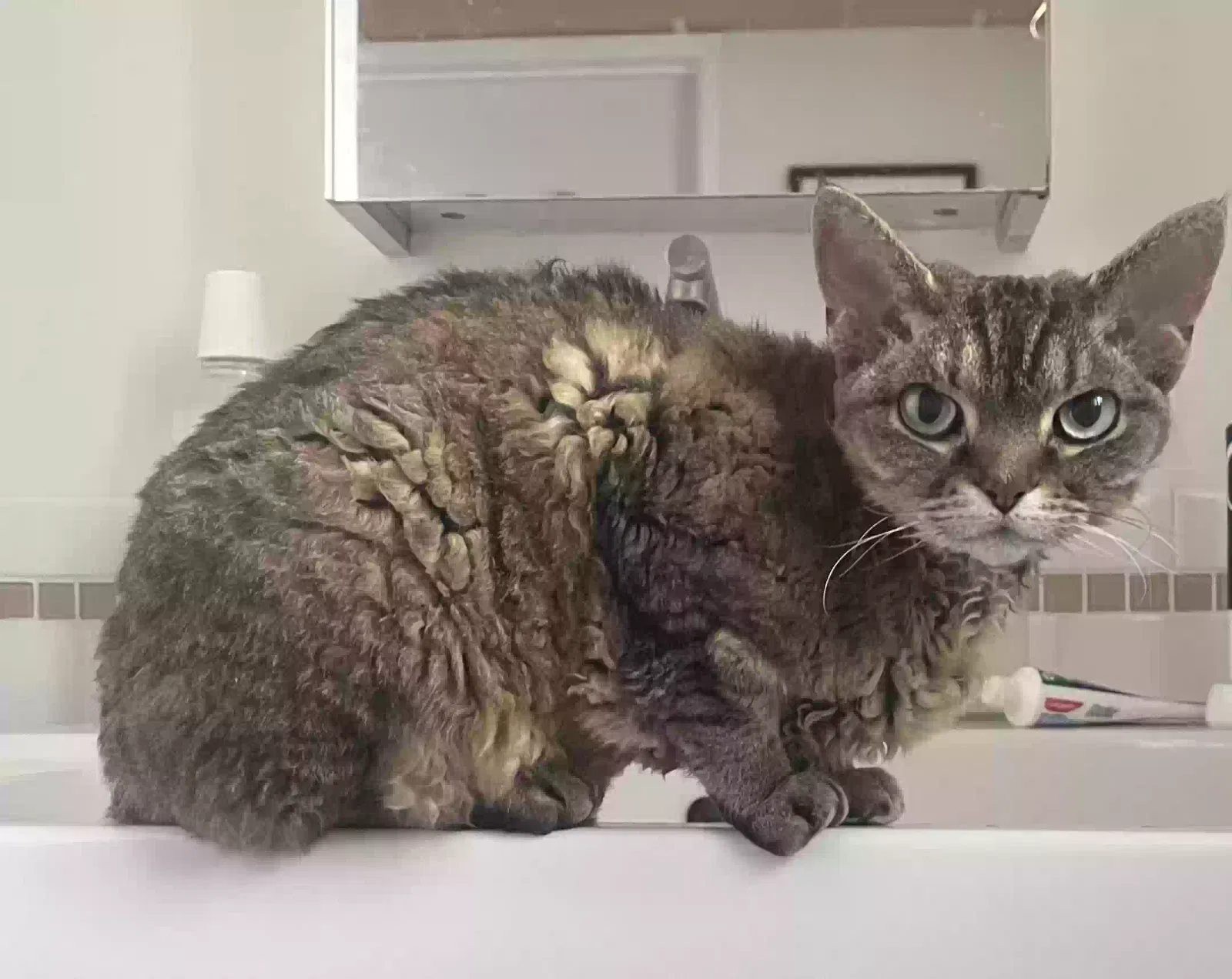 Lost cat in Los Angeles, CA, 90031