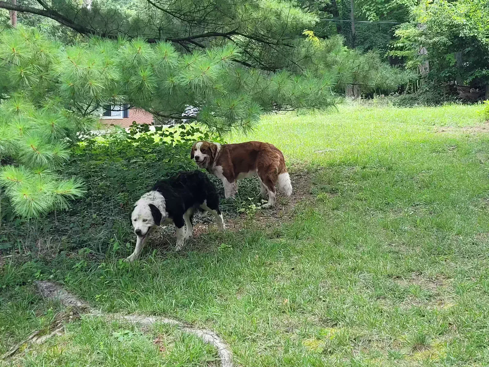 Found dog in Cincinnati, OH, 45215