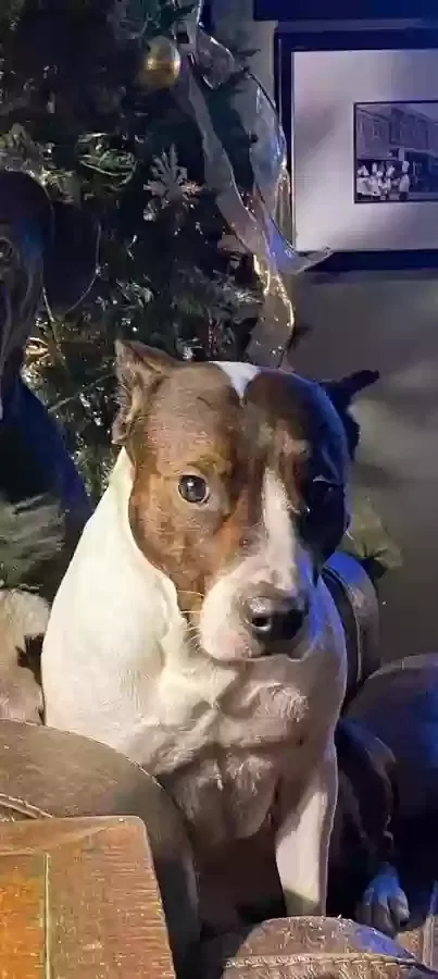 Lost dog in Lafayette, LA, 70506