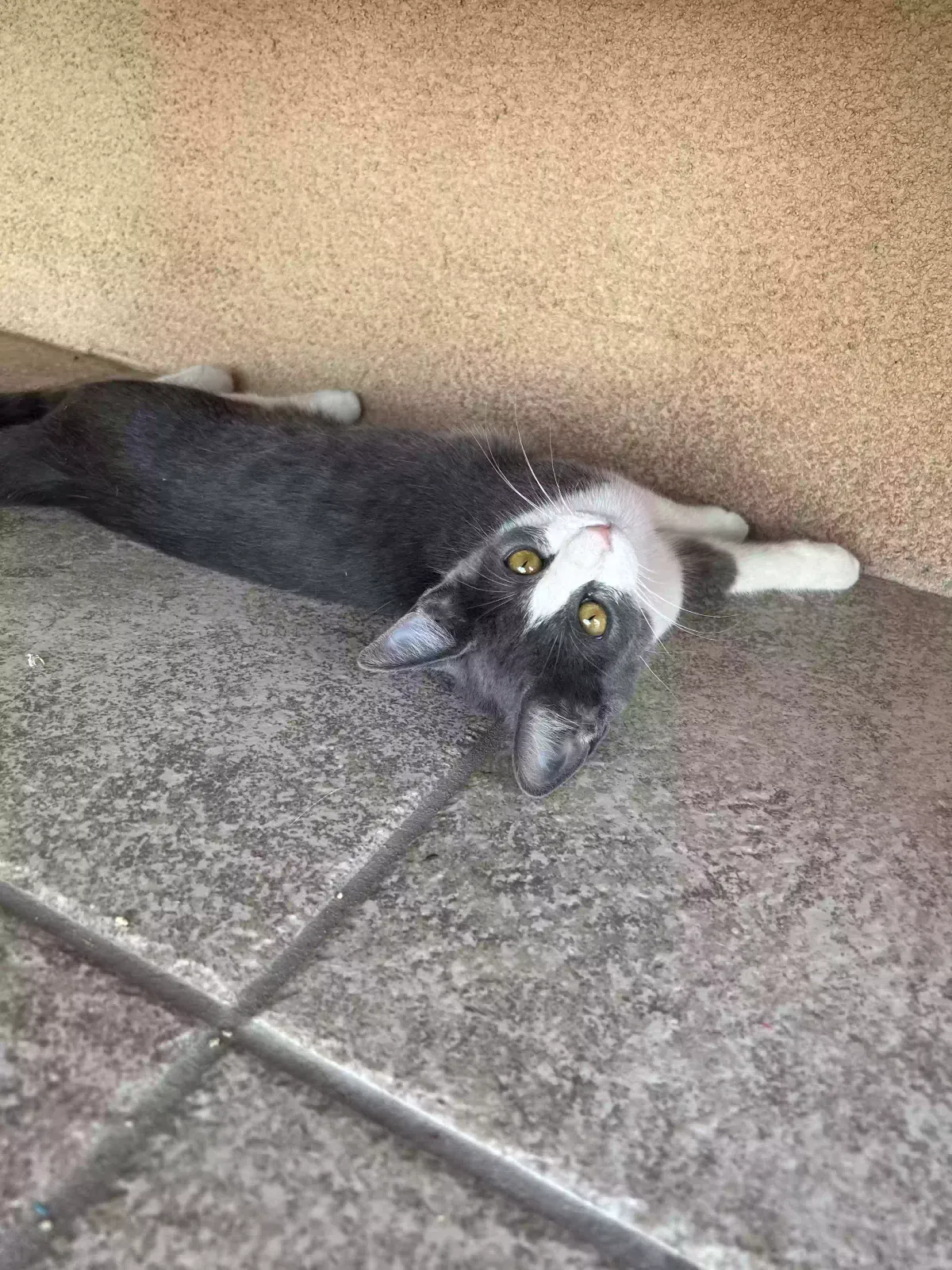 Lost cat in Bakersfield, CA, 93304