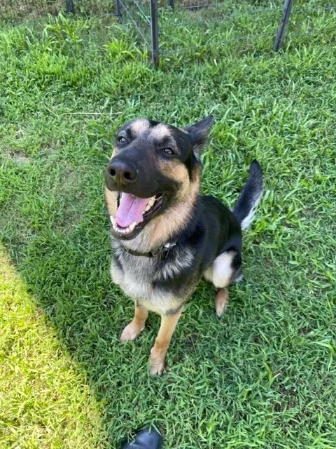 Found dog in Fort Mitchell, AL, 36856