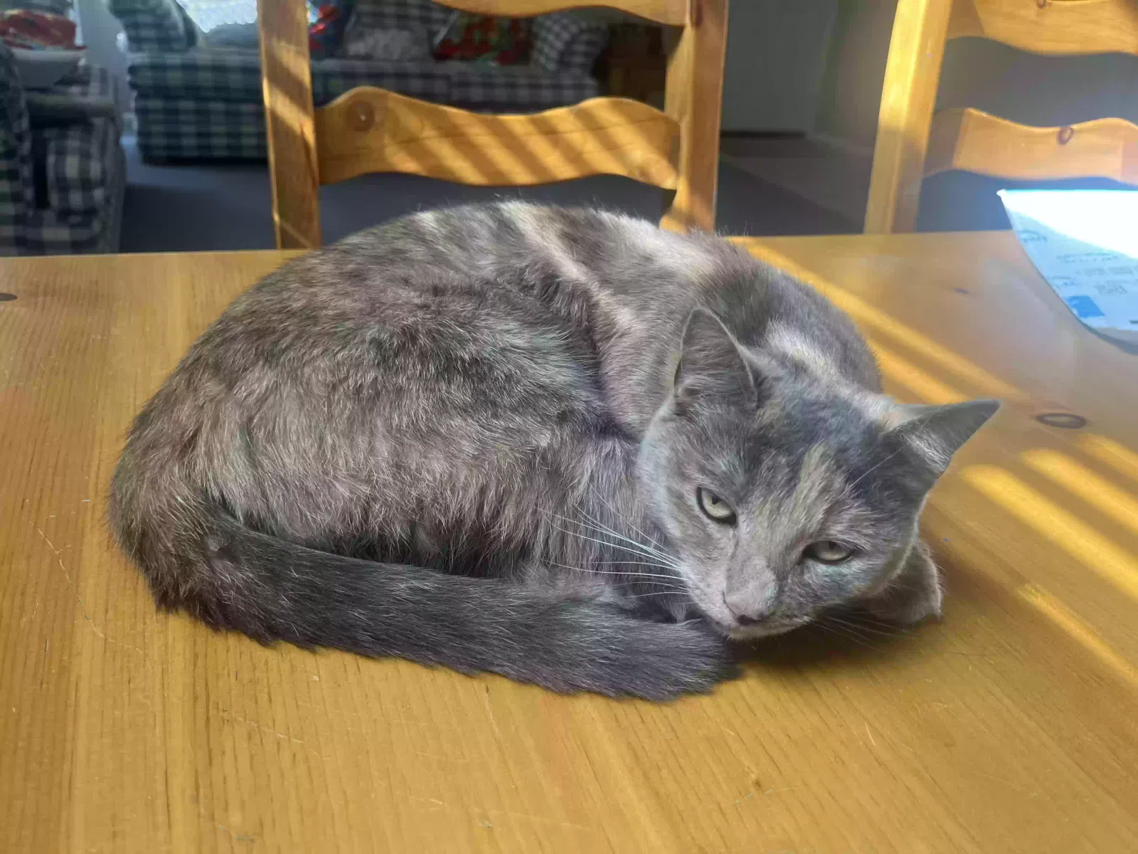 Lost cat in Fontana, CA, 92336