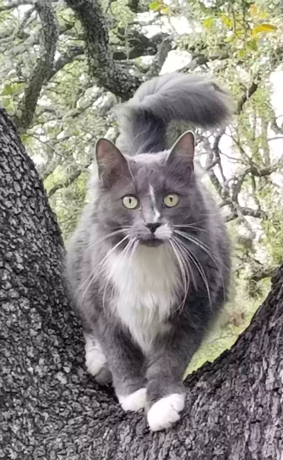 Lost cat in Georgetown, TX, 78633