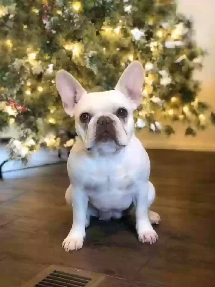 Lost dog in Duncan, OK, 73533
