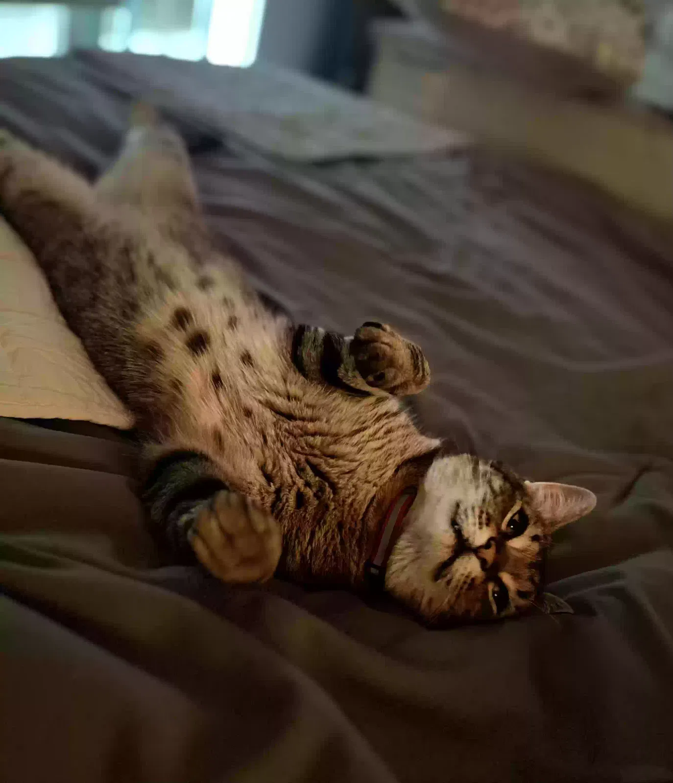 Lost cat in Folsom, CA, 95630