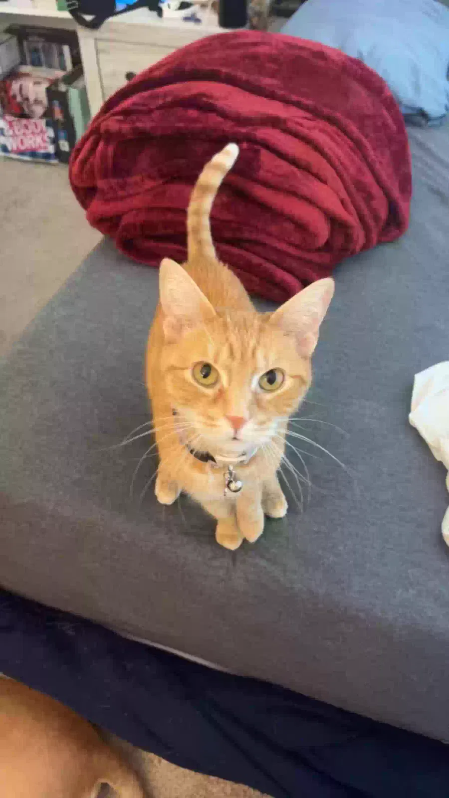 Lost cat in Palm Bay, FL, 32909