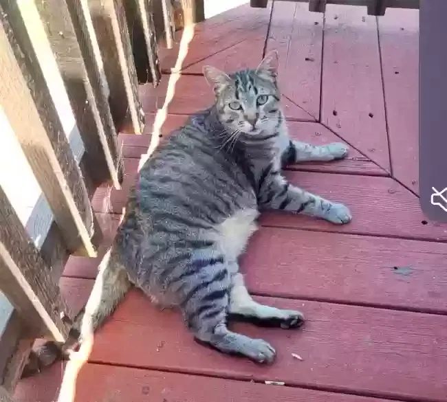 Lost cat in Spring Valley, CA, 91977