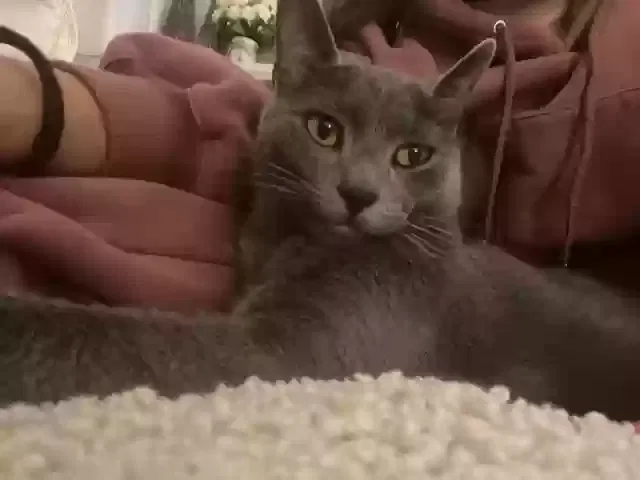 Lost cat in Woburn, MA, 1801