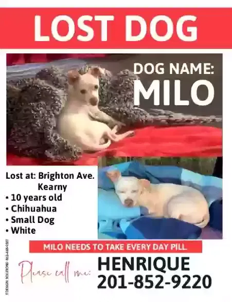 Lost dog in Kearny, NJ, 7032