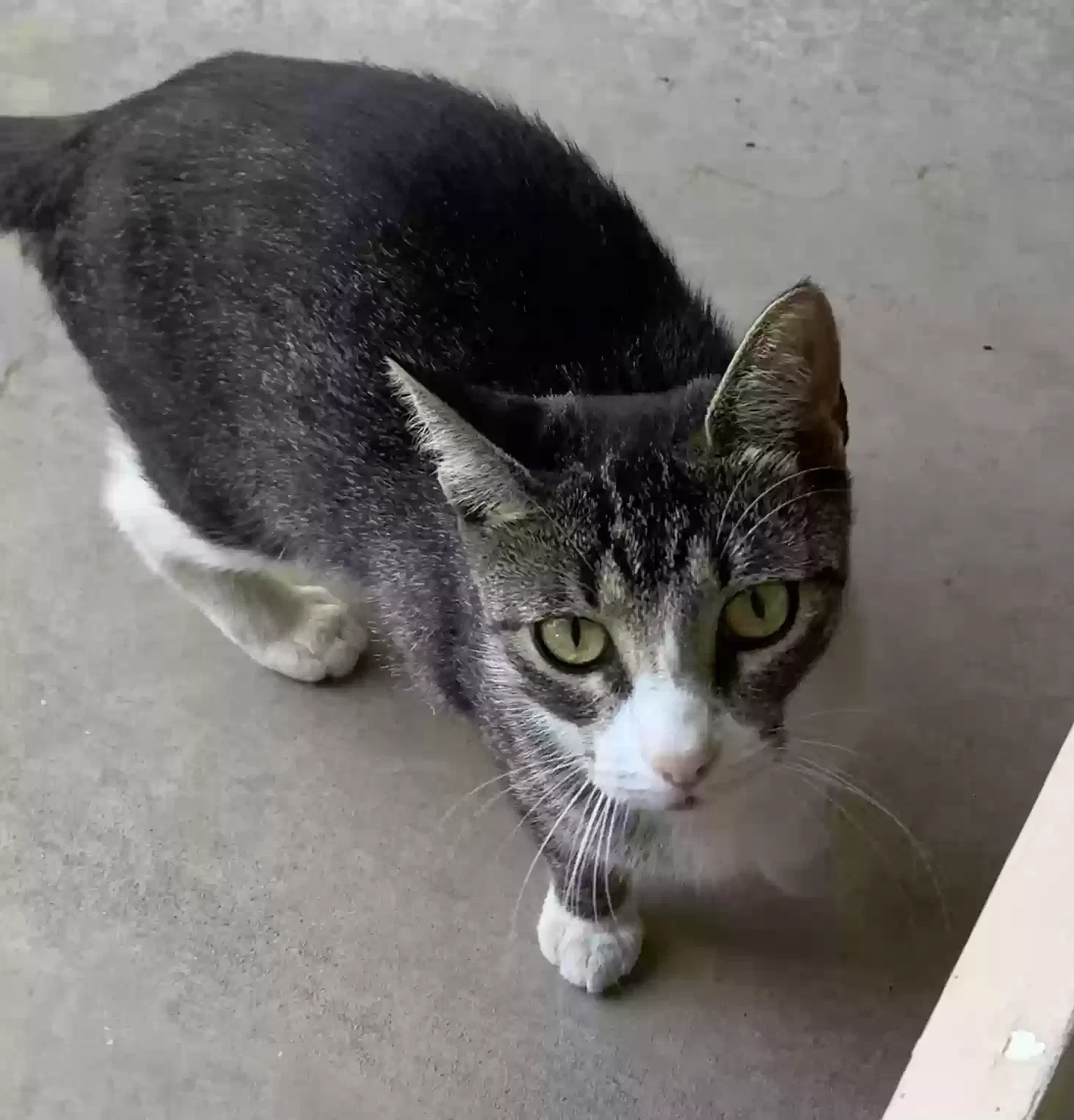 Found cat in Visalia, CA, 93292